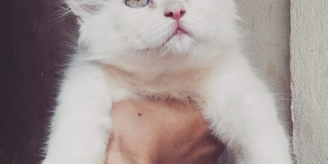 Cat Story – Chuyện Mèo