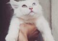 Cat Story – Chuyện Mèo