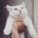 Cat Story – Chuyện Mèo